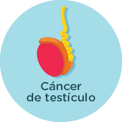 Testiculo